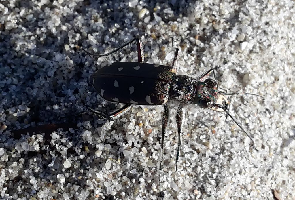 Carabidae: sono della stessa specie?  S, Calomera littoralis fiorii